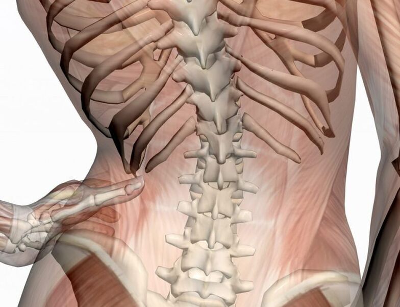 The structure of the waist area